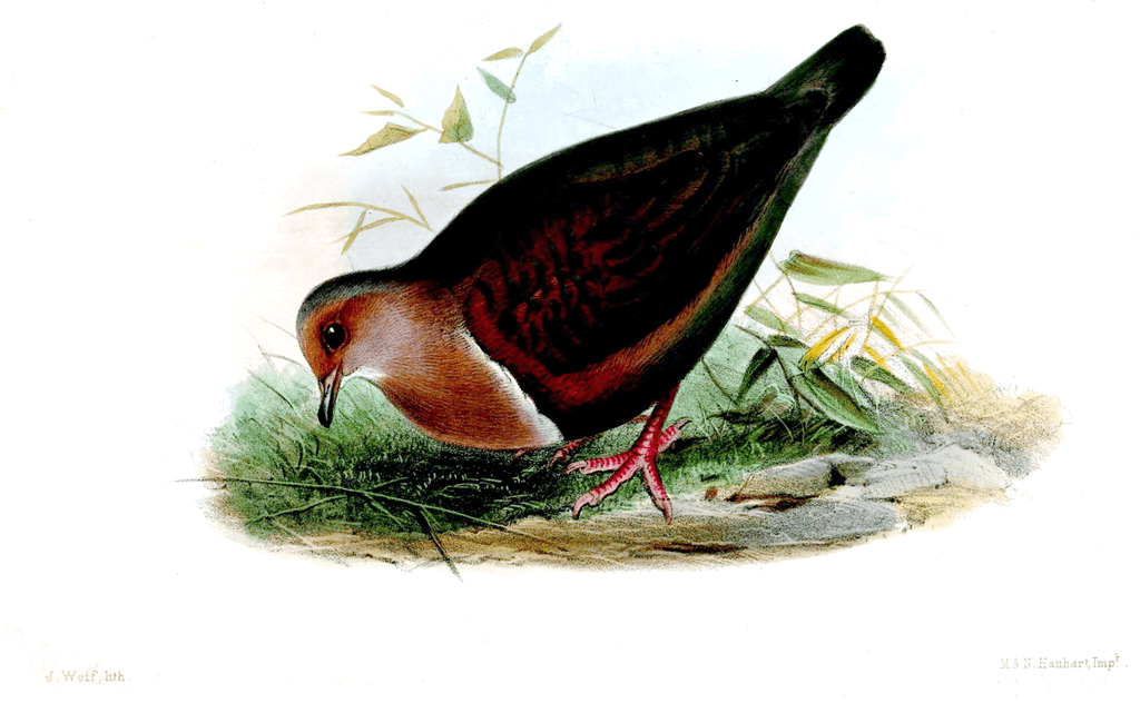Fijian ground dove