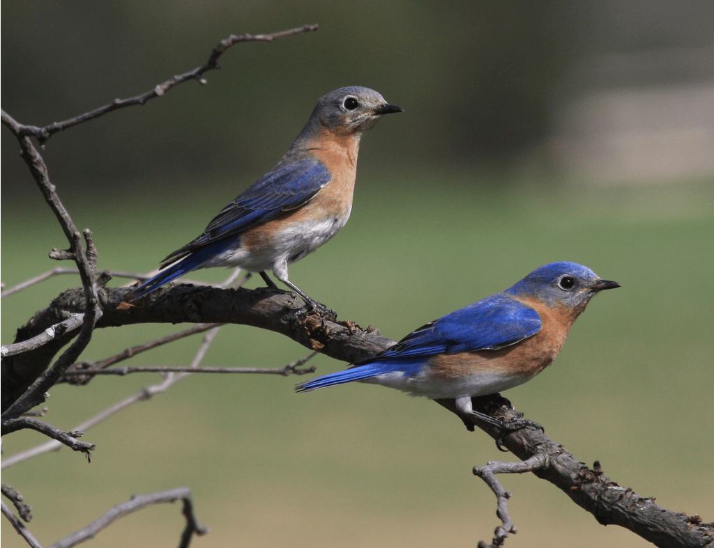 Eastern Bluebird (Sialia sialis)