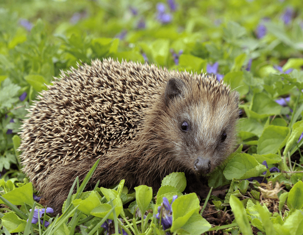 Erinaceus the Hedgehog