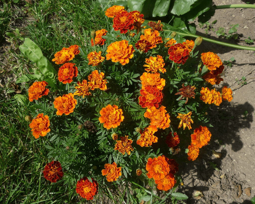 Marigold (Tagetes)