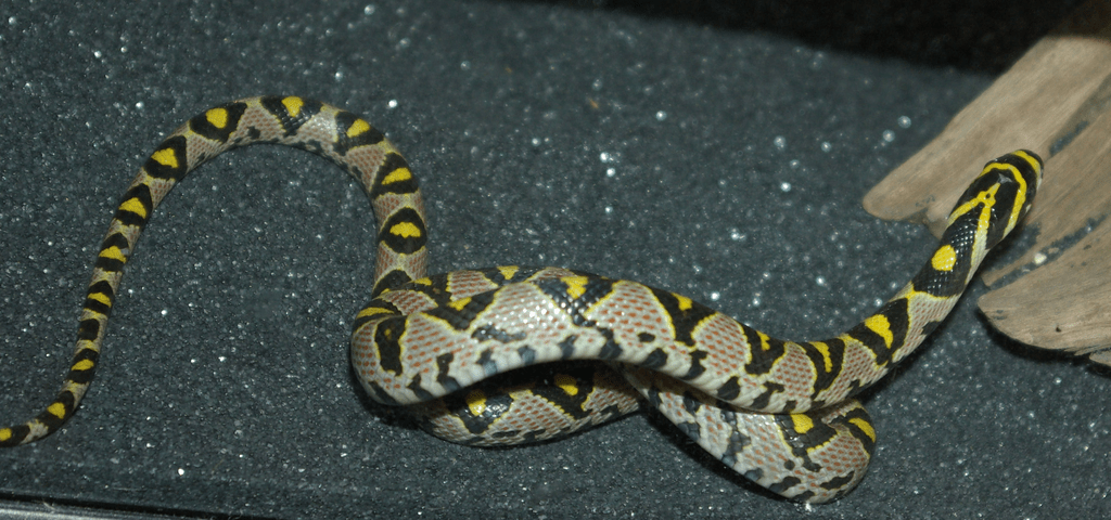 Mandarin Rat Snake (Euprepiophis mandarinus)