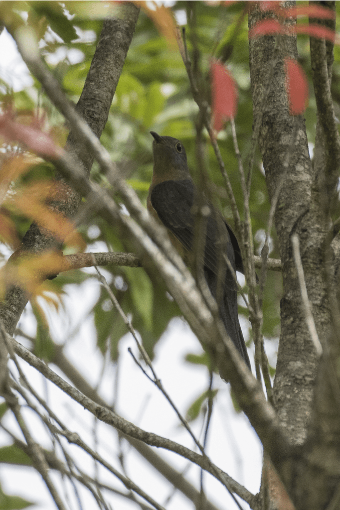Rusty-breasted cuckoo