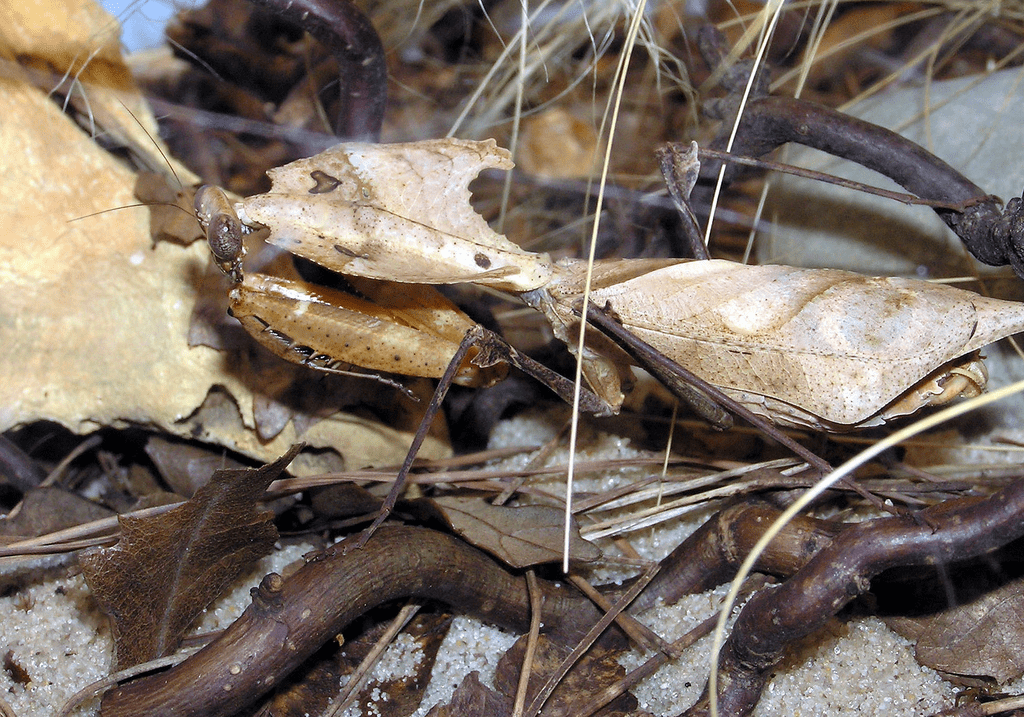 Dead Leaf Mantis (Deroplatys desiccata)