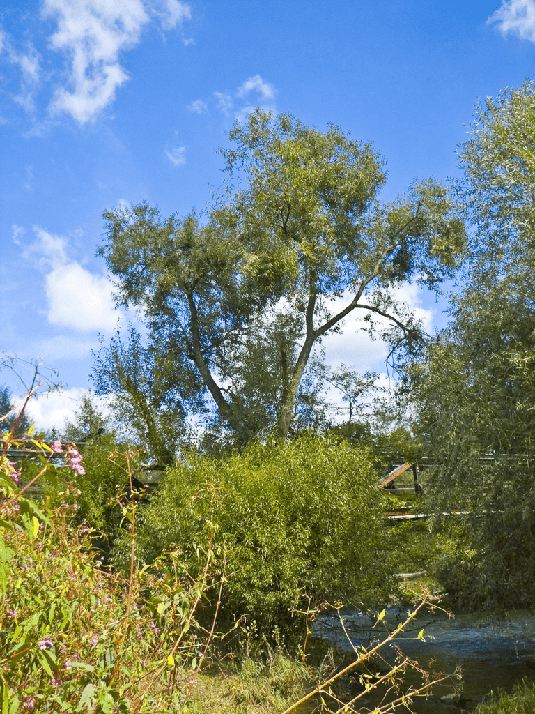 Crack Willow (Salix fragilis)