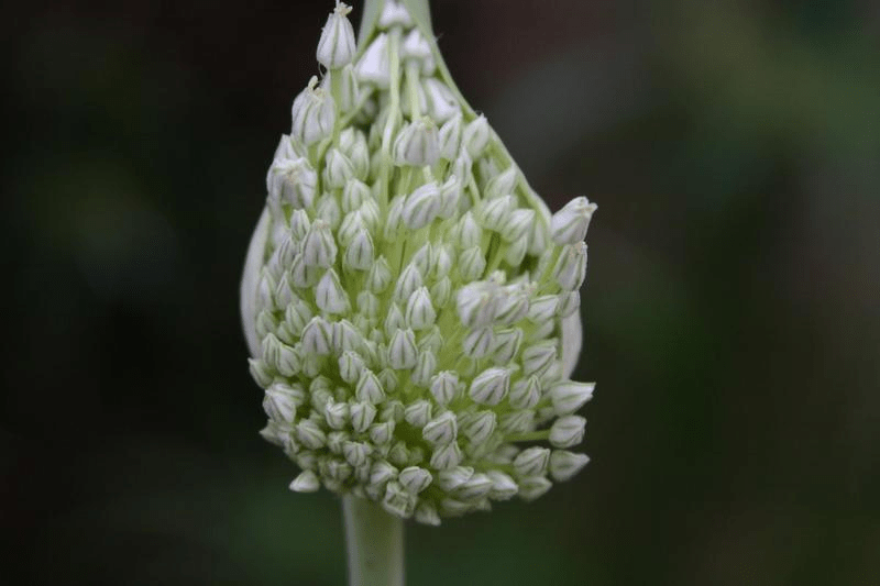 Elephant garlic