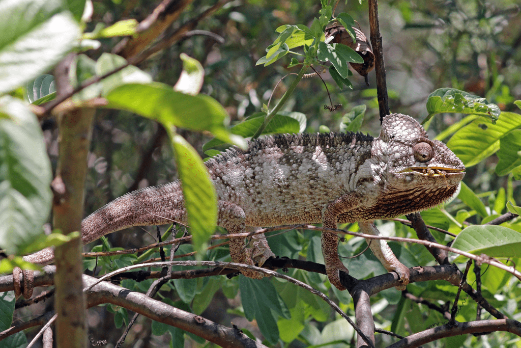 Oustalet's chameleon