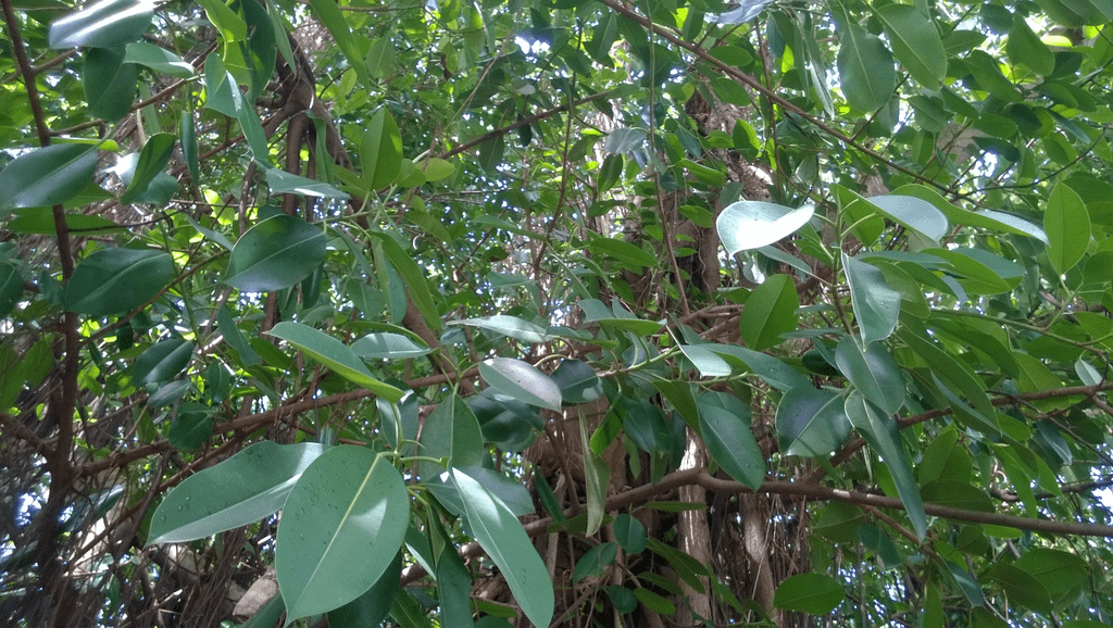 Rubber Plant - Ficus elastica