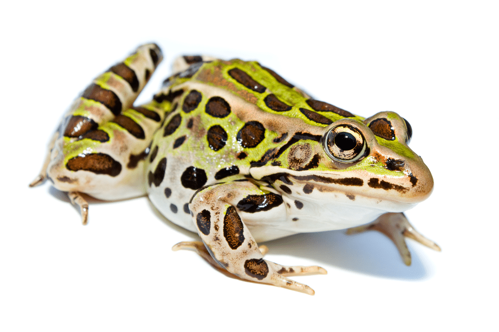 Northern leopard frog