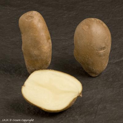 Golden Wonder Potato