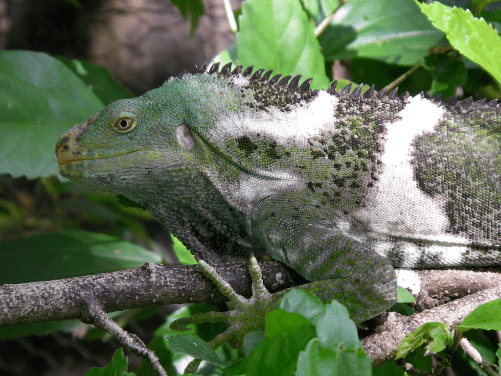 Fiji crested iguana