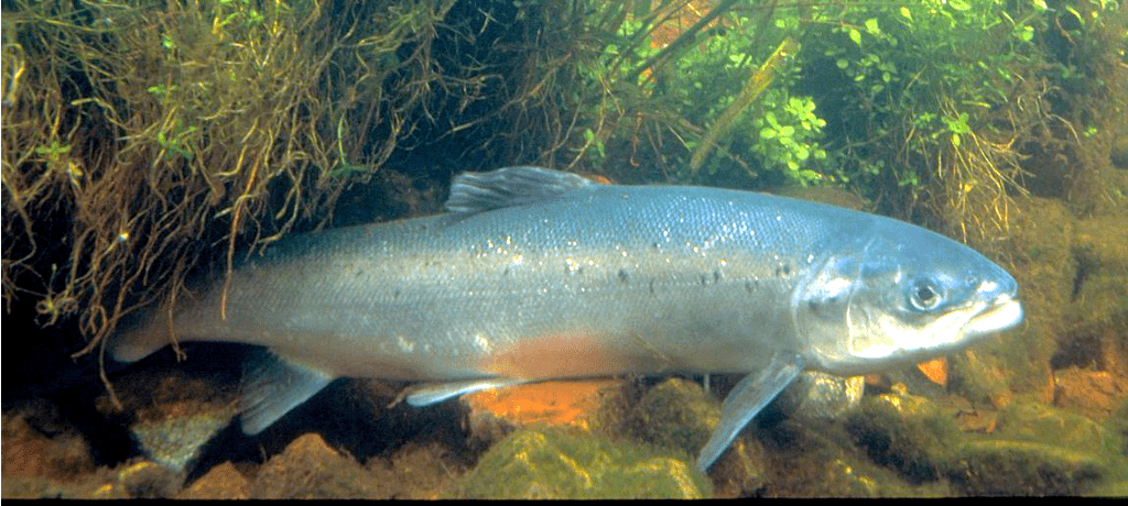 Atlantic Salmon (wild-caught)
