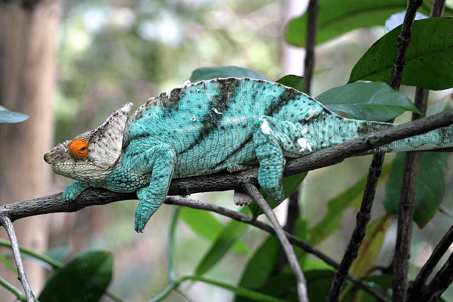 Parsons chameleon