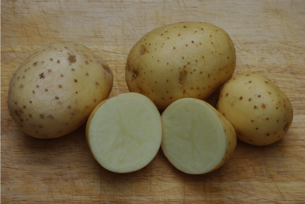Maris Piper Potato