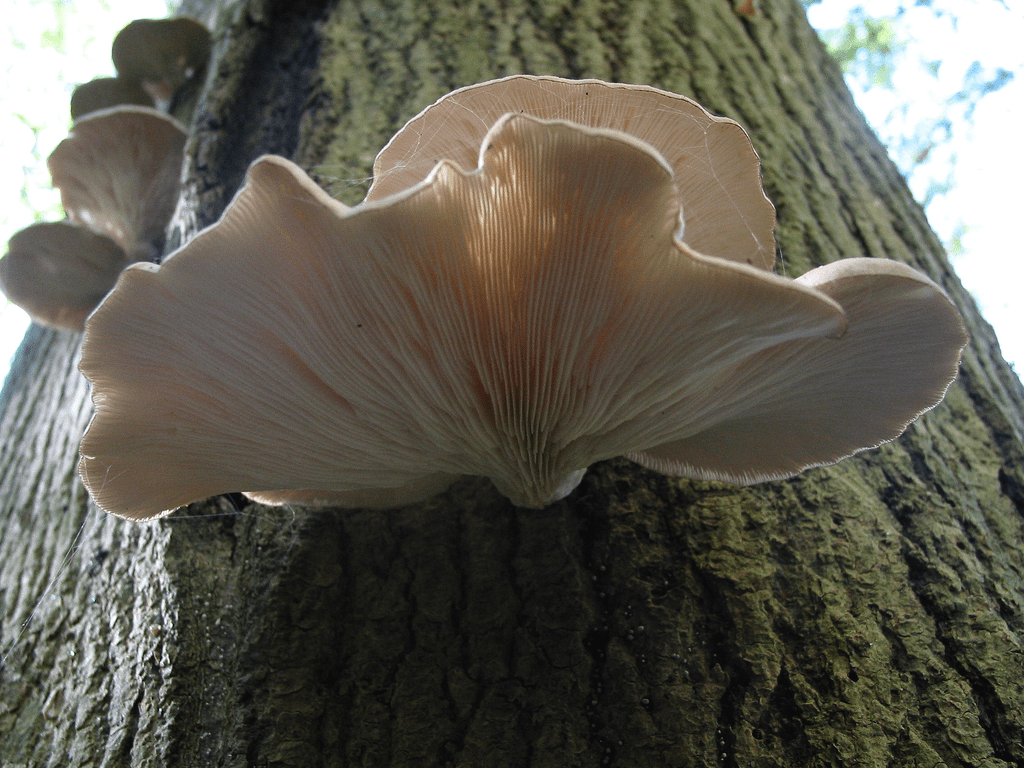 Oyster mushroom (Pleurotus spp.)