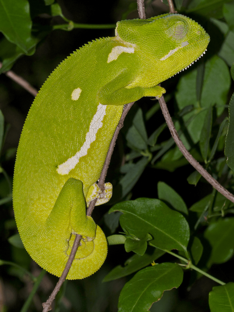 Flap-necked chameleon