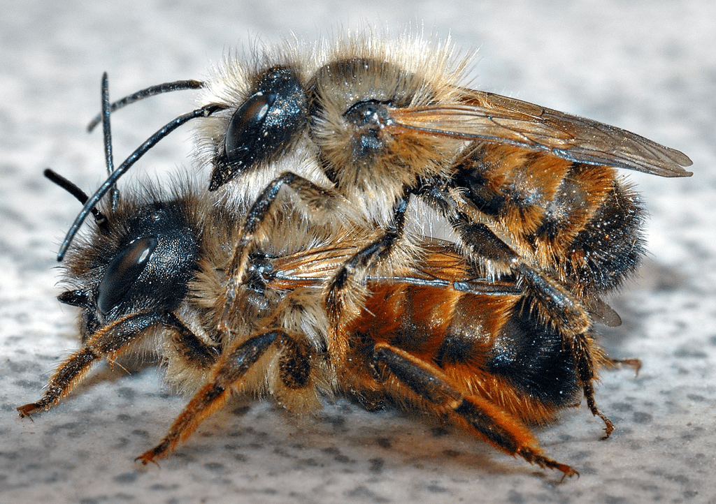 Mason Bee (Osmia species)