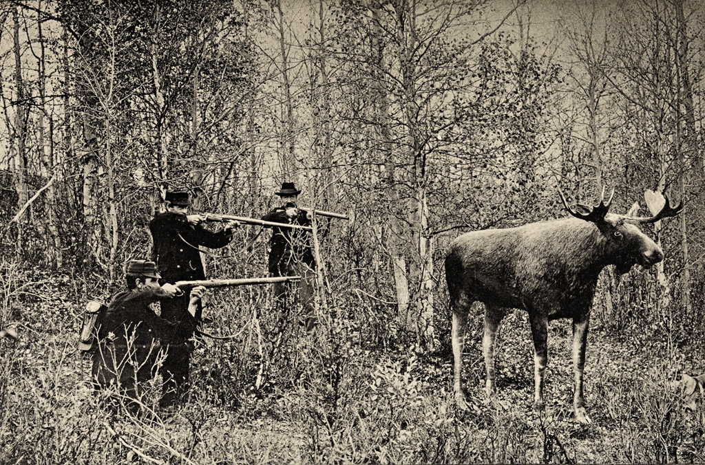 Moose hunting