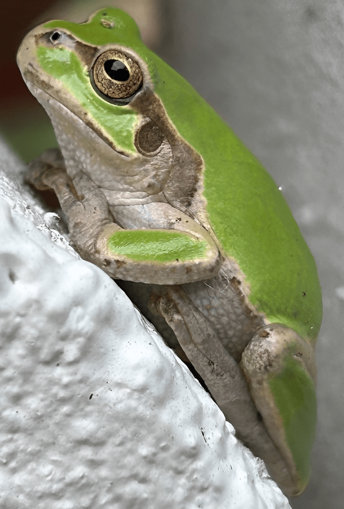 Japanese Tree Frog - Hyla japonica