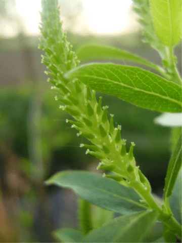 Almond Willow (Salix triandra)