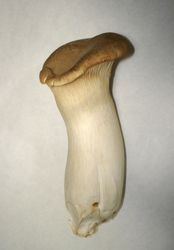 King Trumpet Mushrooms