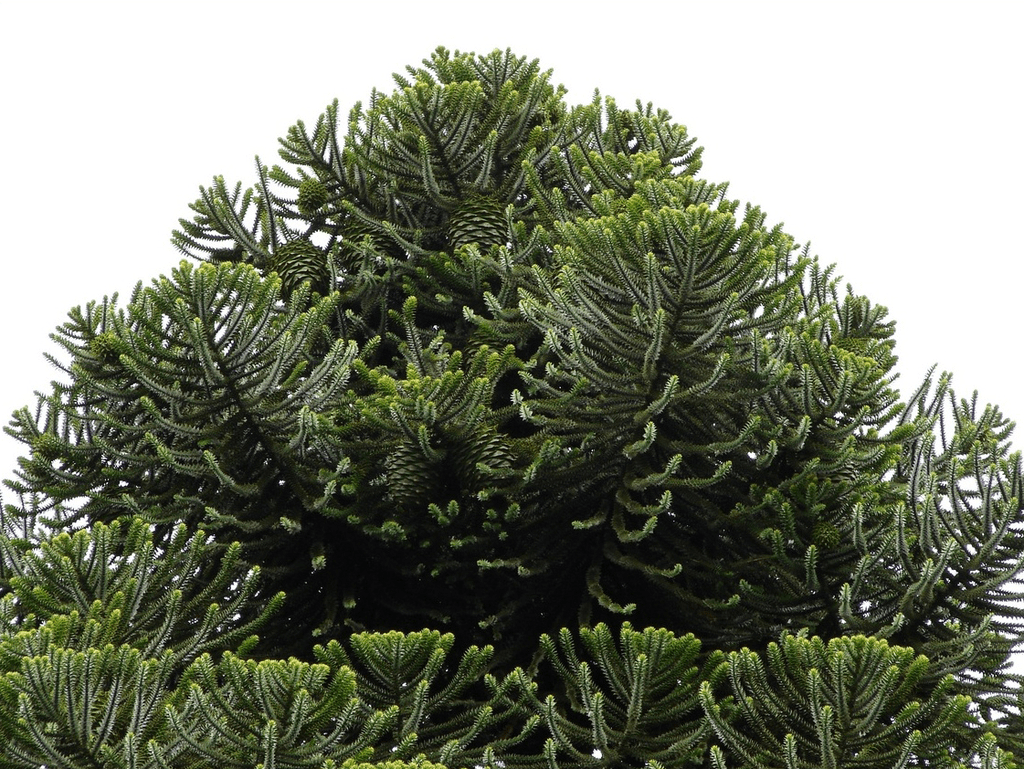 Bunya pine