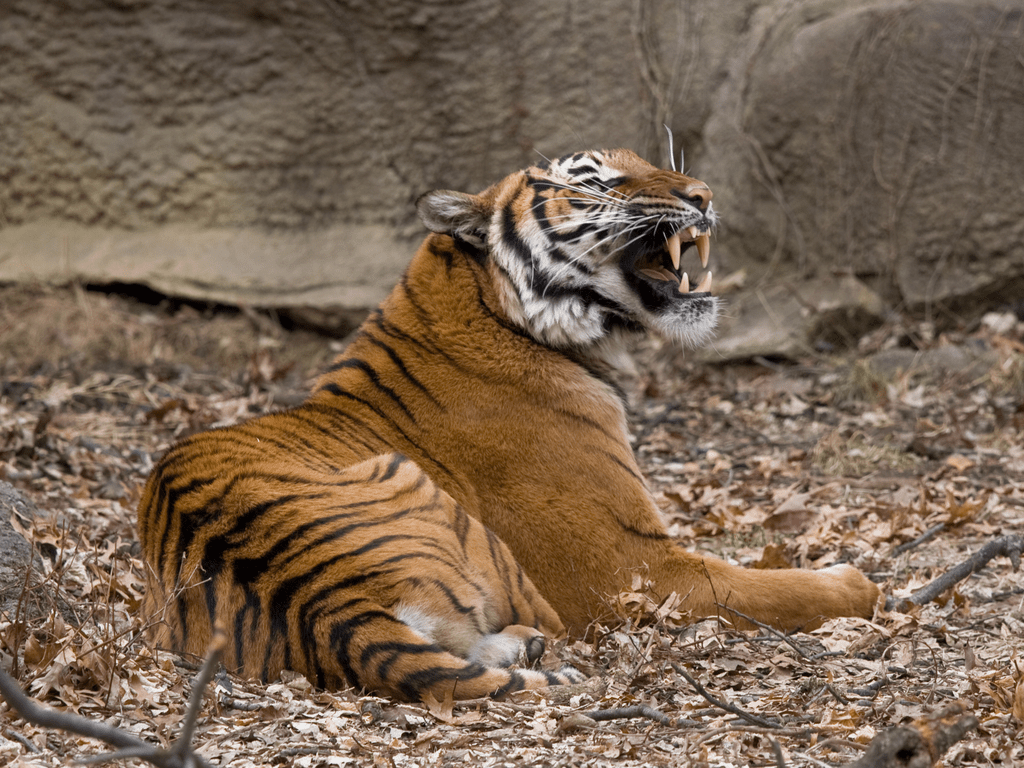 Malayan Tiger