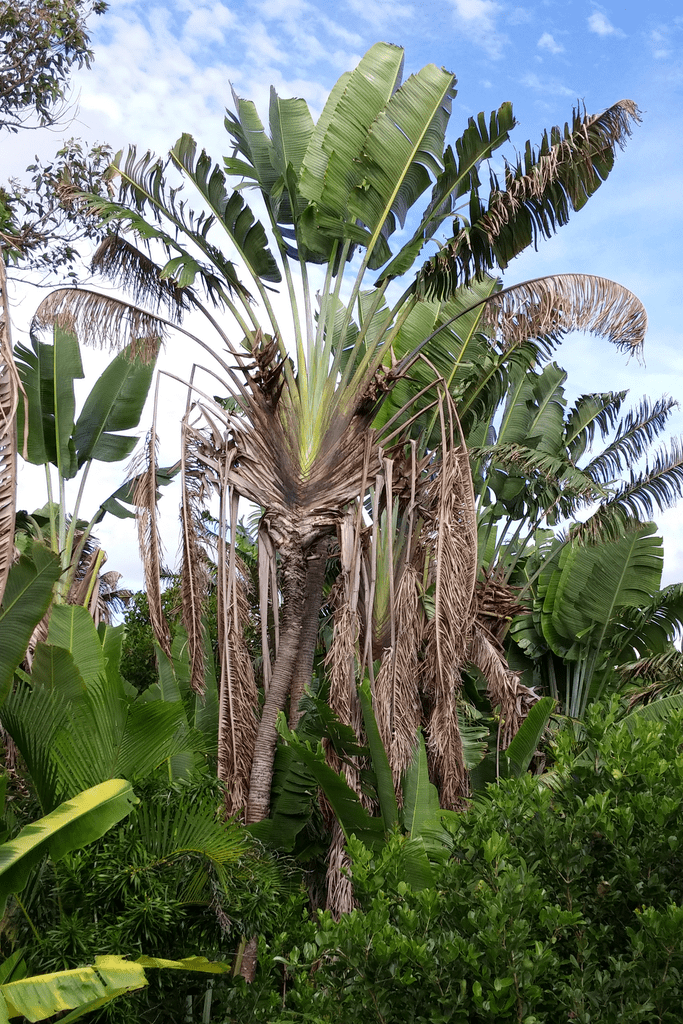 Traveler's Palm Tree (Ravenala madagascariensis)
