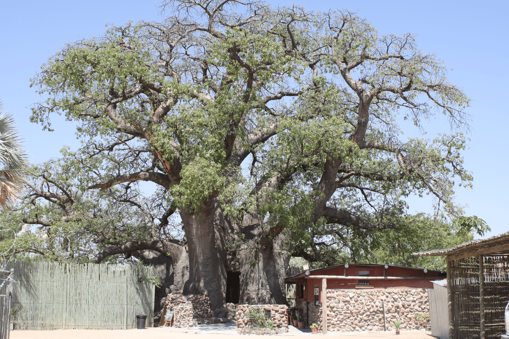 Baobab tree (Adansonia)