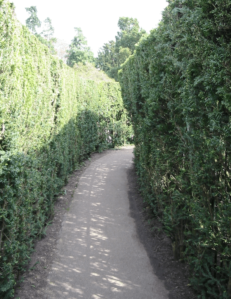 The Hampton Court Palace Maze