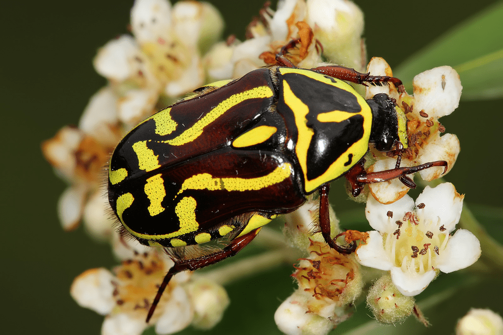 The Scarab Beetle (Scarabaeidae family)