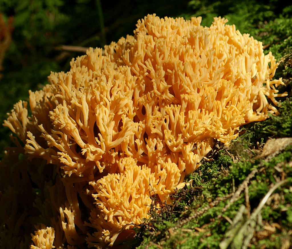 Coral mushroom (Ramaria spp.)