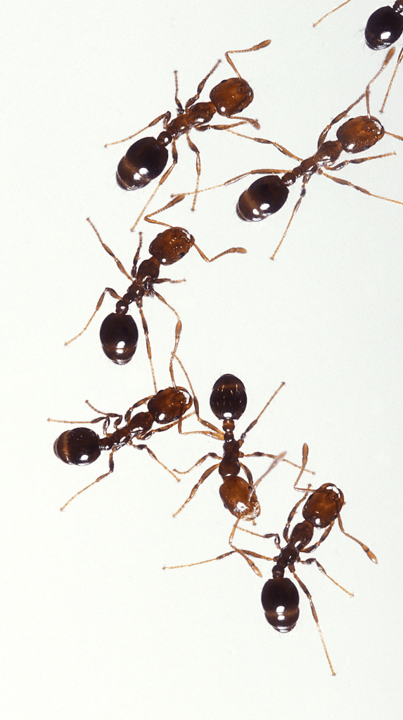 Fire ant (Solenopsis spp.)