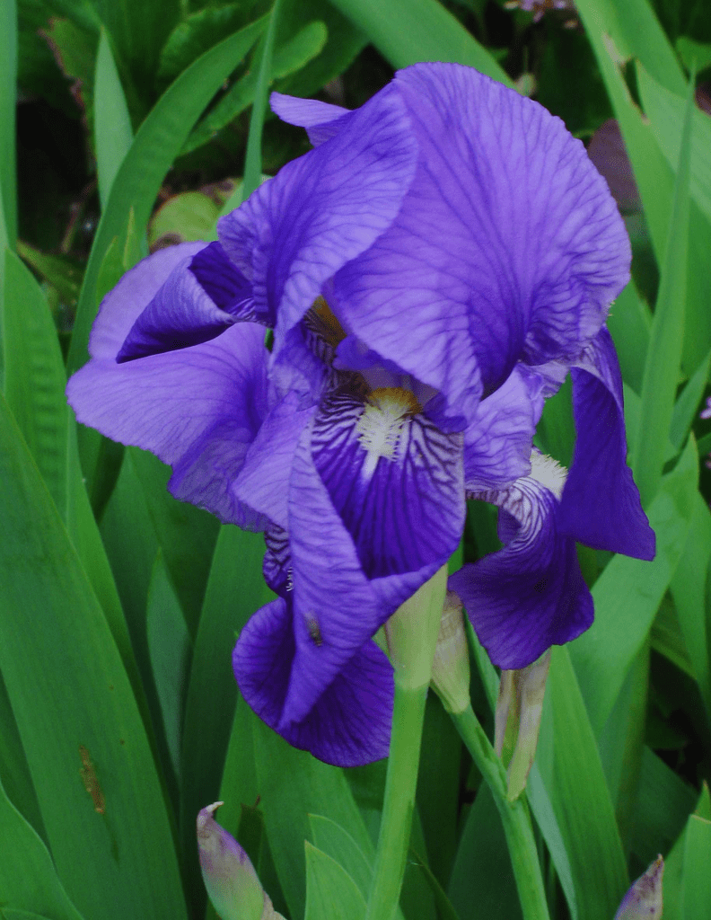 Iris (Iris germanica)