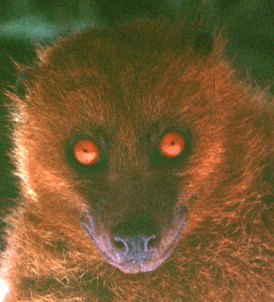Fijian monkey-faced bat