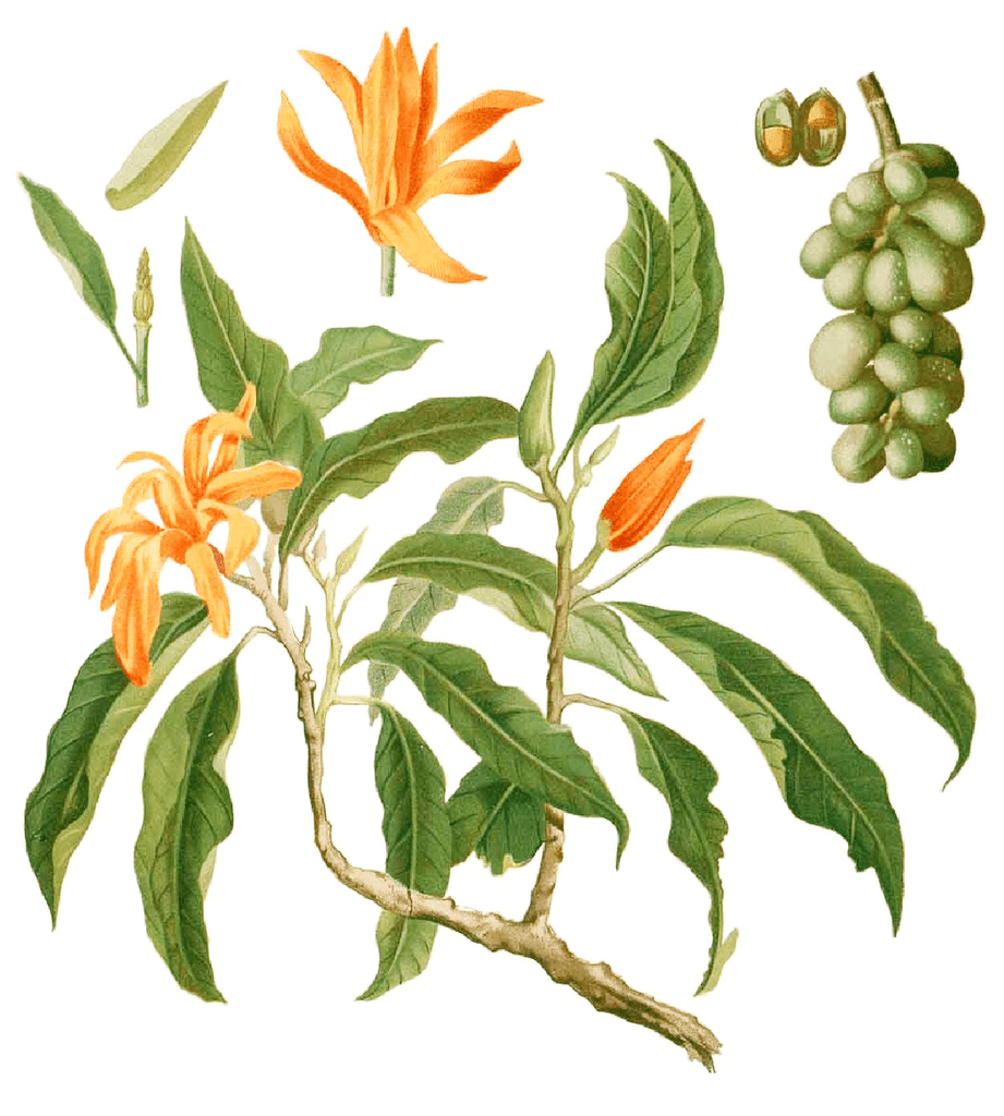 Yellow Magnolia (Magnolia acuminata var. subcordata)