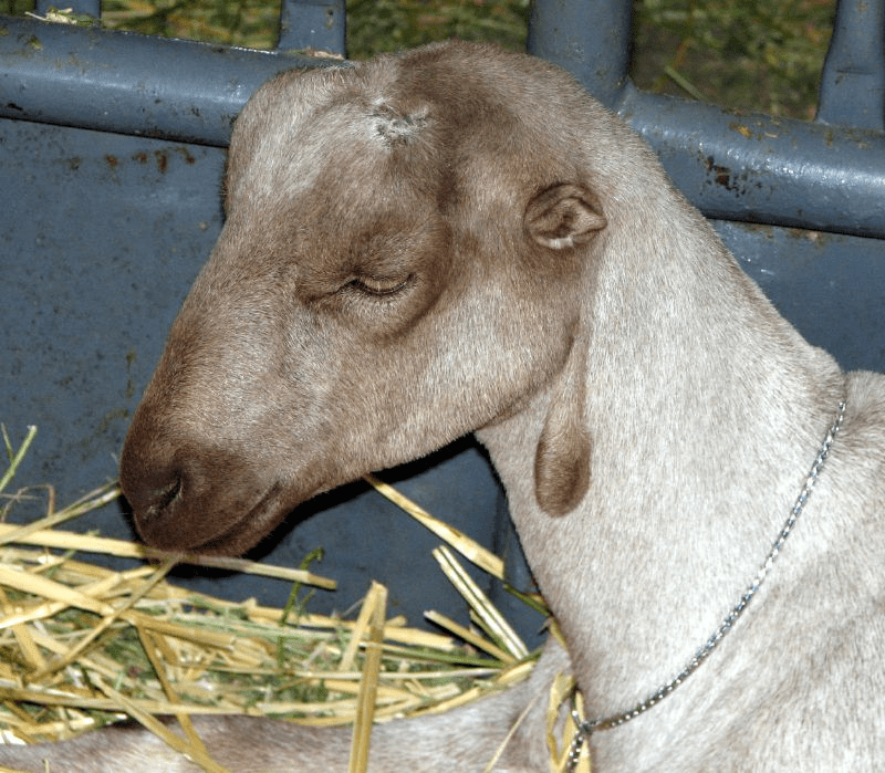 LaMancha Goat