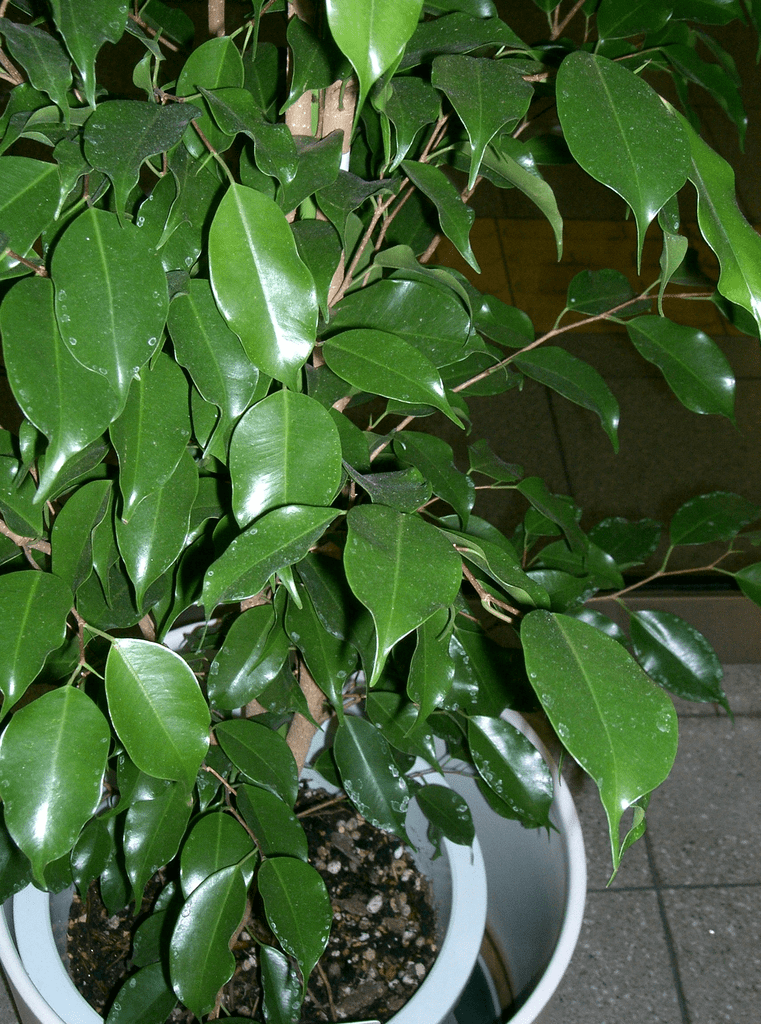 Ficus tree (Ficus)