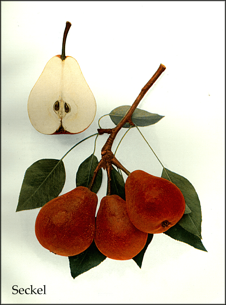 Seckel pear