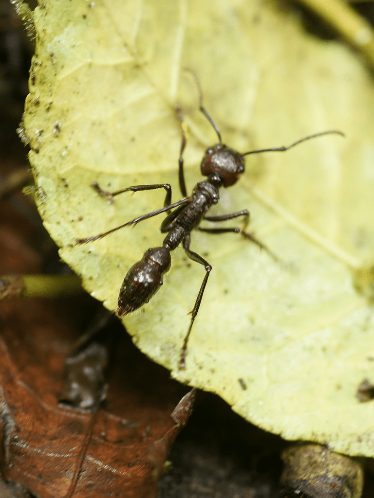 Bullet ant (Paraponera clavata)