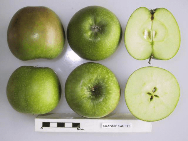 Granny Smith Apple Review - Apple Rankings by The Appleist Brian