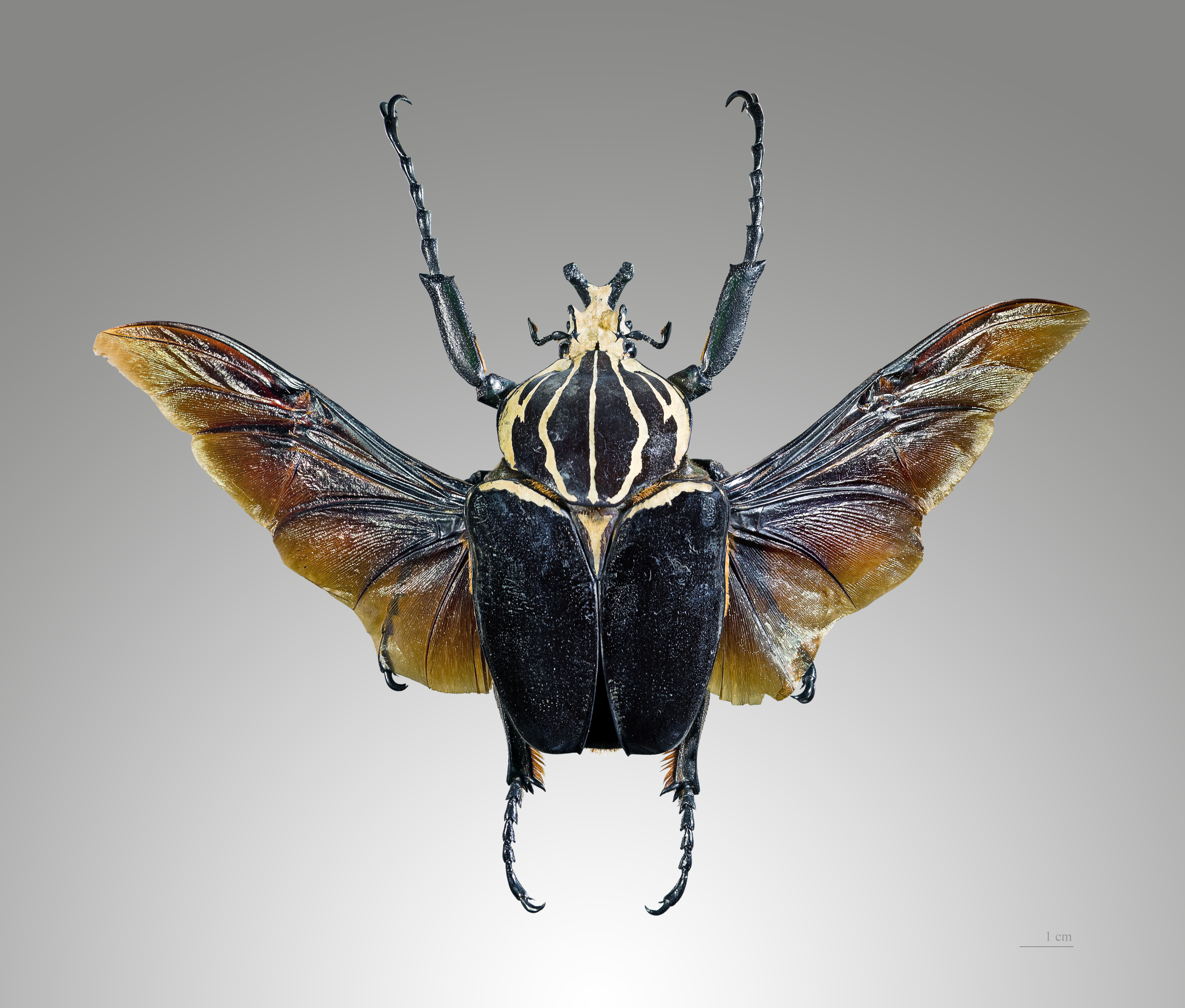 The African Goliath Beetle (Goliathus goliatus)