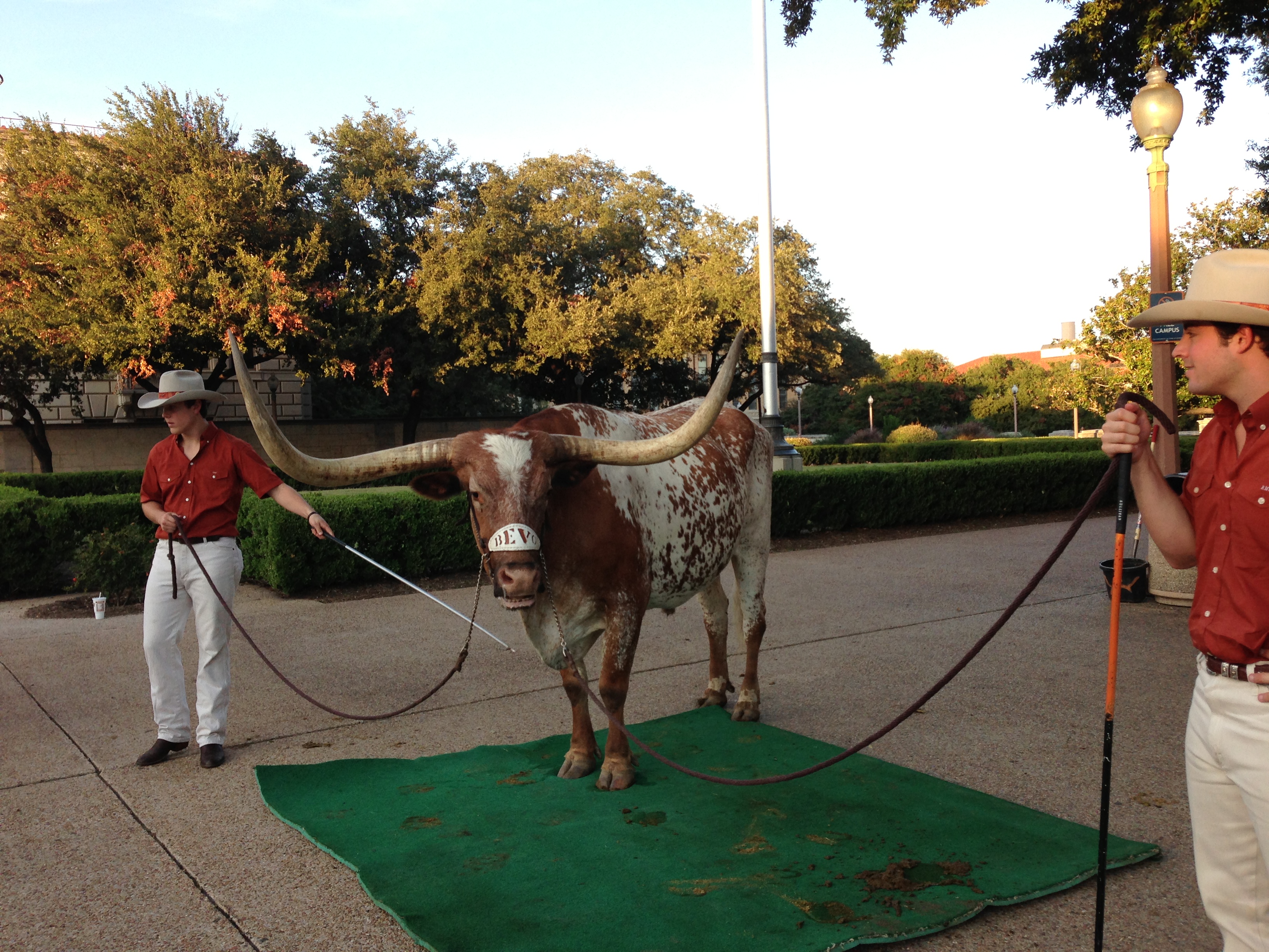 University of Texas - Bevo